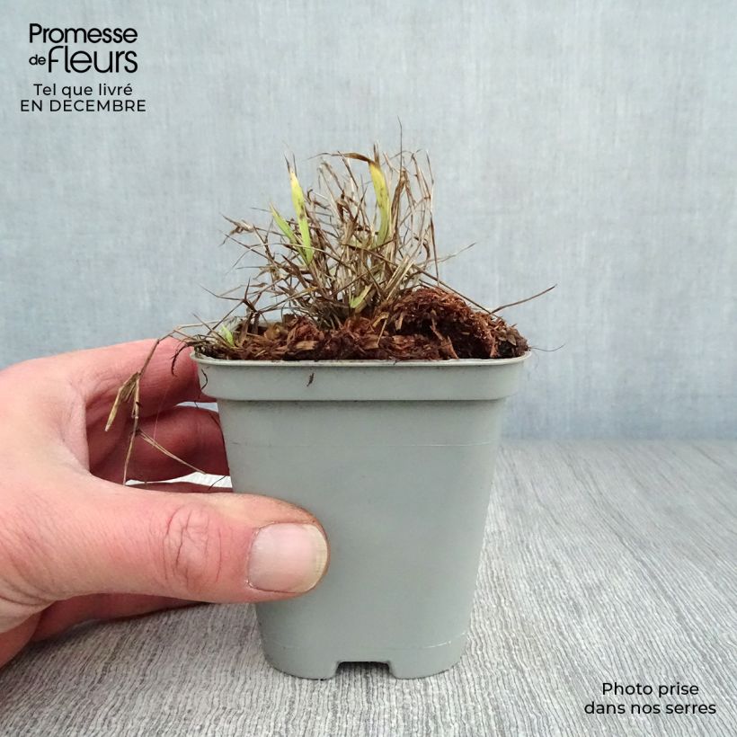Hakonechloa macra All Gold Maceta de 8/9 cm Ejemplar entregado en invierno