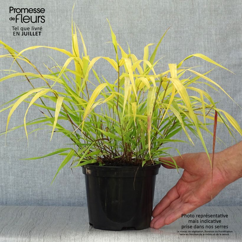 Ejemplar de Hakonechloa macra All Gold Maceta 2L/3L entregado en verano