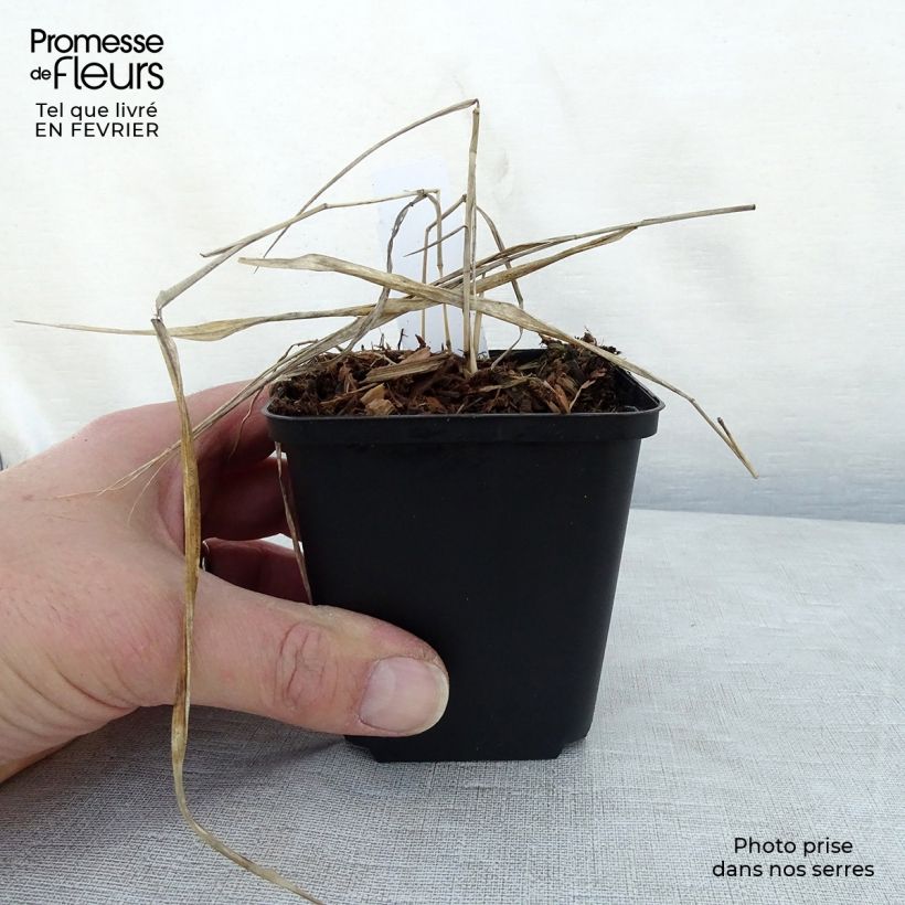 Hakonechloa macra Naomi Maceta de 8/9 cm Ejemplar entregado en invierno