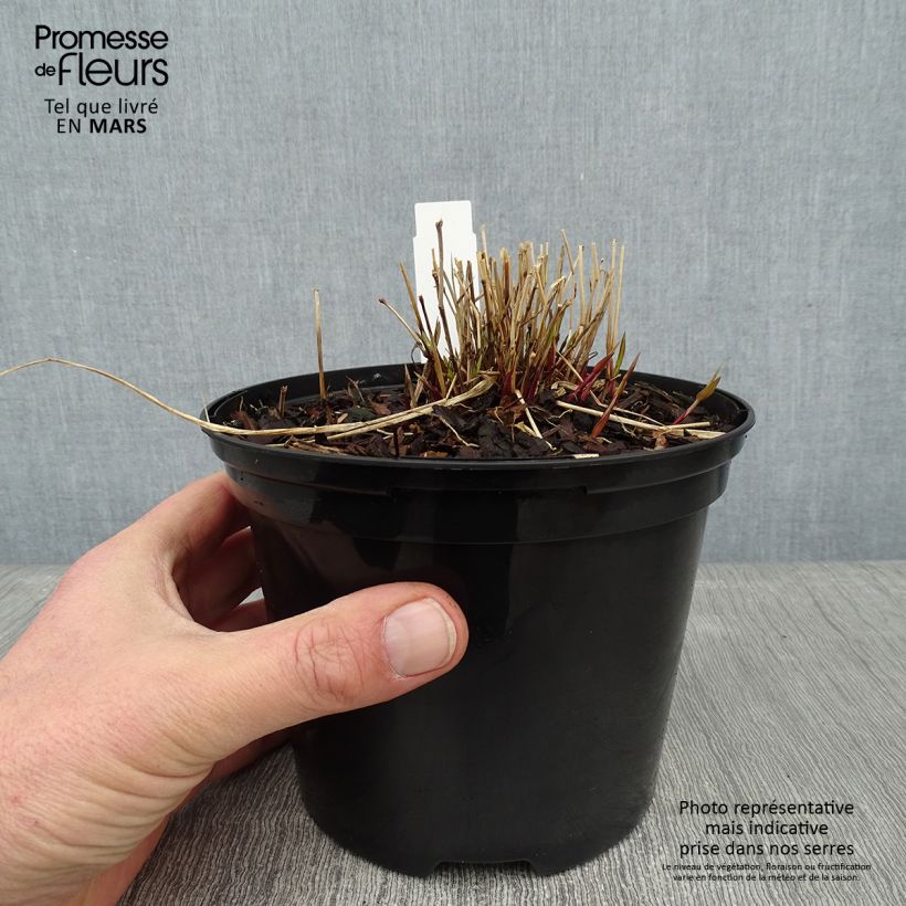 Hakonechloa macra Naomi Maceta 2L/3L Ejemplar entregado en invierno