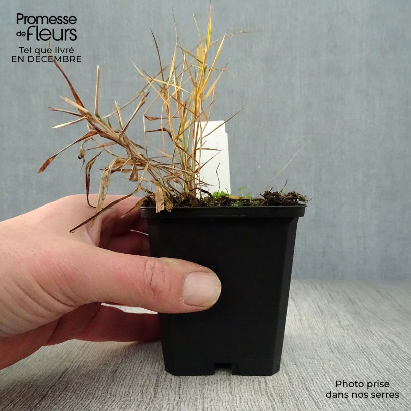 Hakonechloa macra Nicolas Maceta de 8/9 cm Ejemplar entregado en invierno
