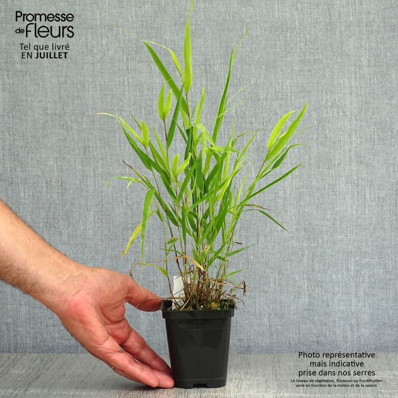 Ejemplar de Hakonechloa macra - Hierba de Hakone Maceta de 8/9 cm entregado en verano