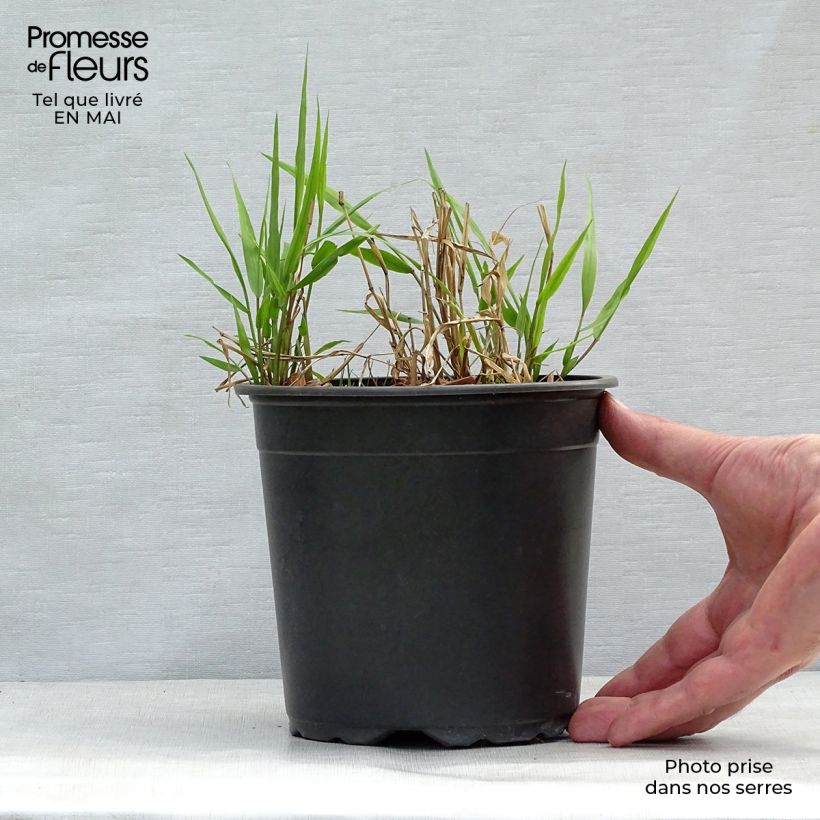 Hakonechloa macra - Hierba de Hakone Maceta 2L/3L Ejemplar entregado en la primavera