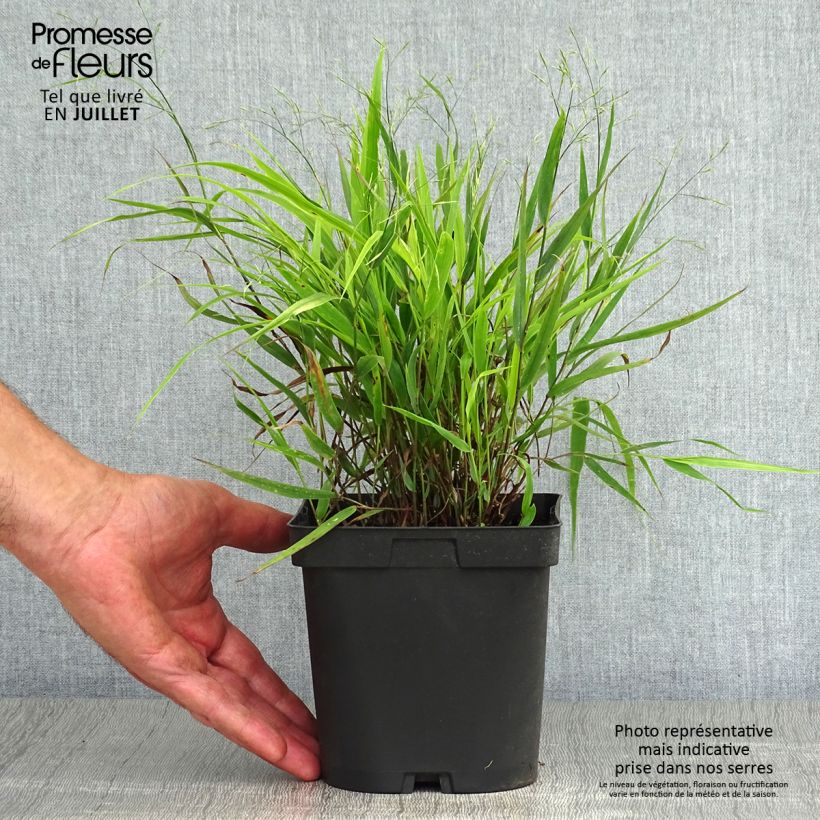 Ejemplar de Hakonechloa macra - Hierba de Hakone Maceta 2L/3L entregado en verano