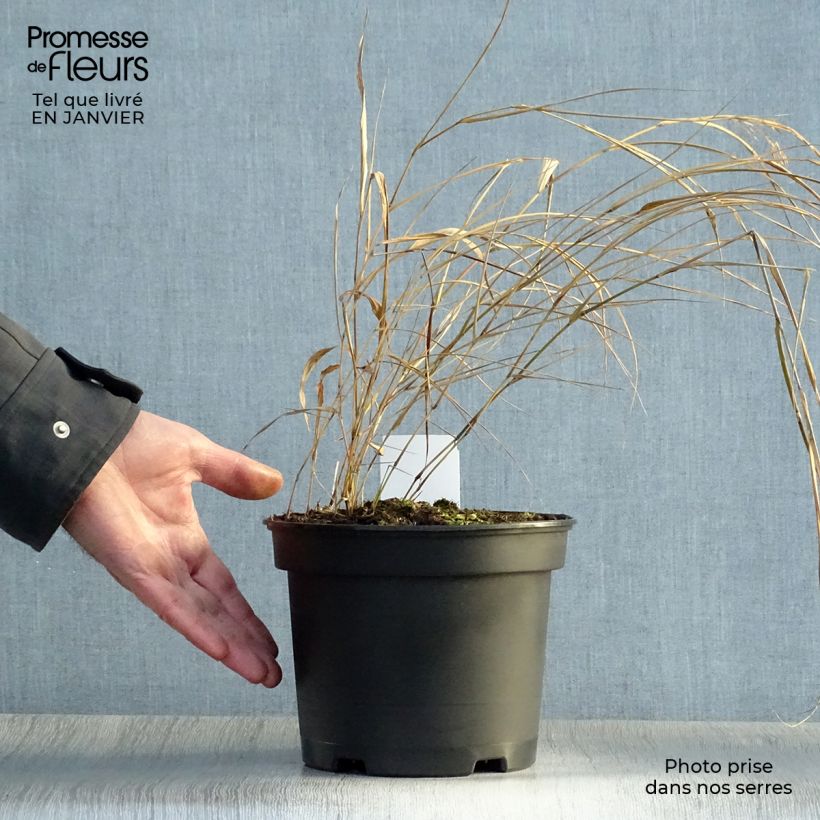 Hakonechloa macra - Hierba de Hakone Maceta 2L/3L Ejemplar entregado en invierno