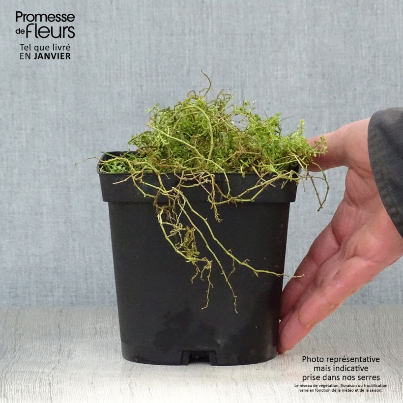 Herniaria glabra Maceta 2L/3L Ejemplar entregado en invierno