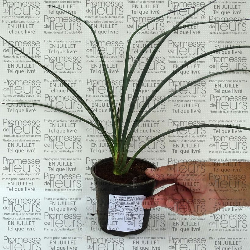 Ejemplar de Hesperaloe parviflora - Yuca Roja Maceta 7,5L/10L entregado en verano