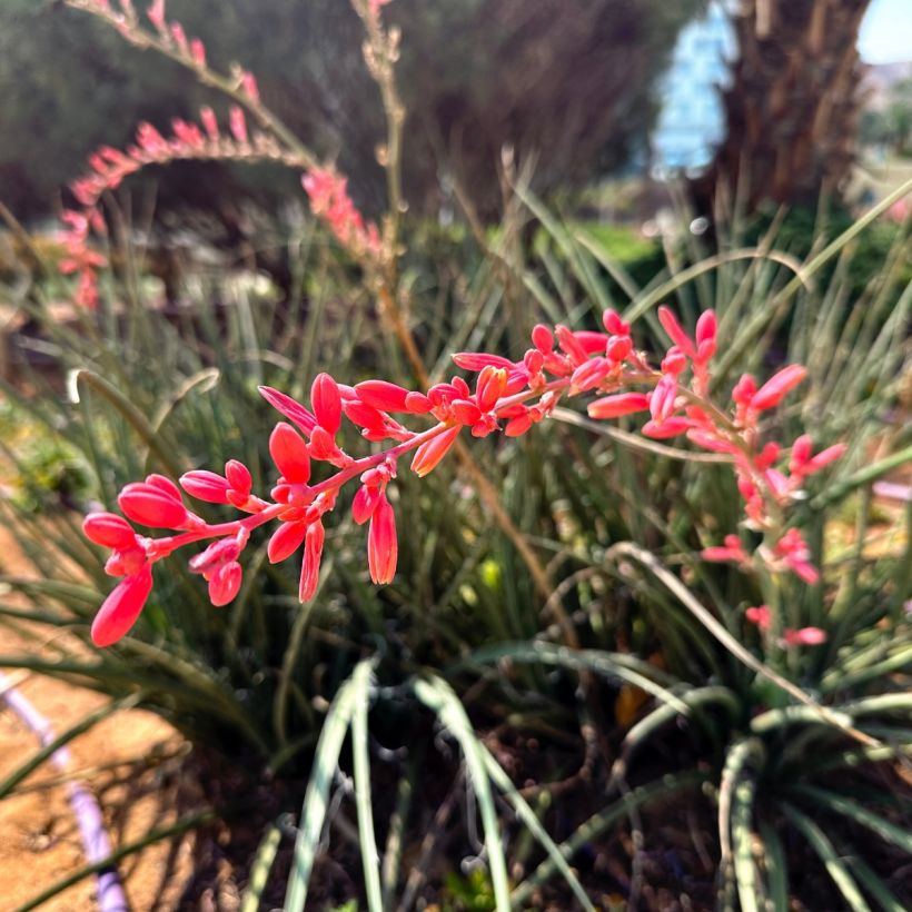 Hesperaloe parviflora Arizona Sunrise - Yuca Roja (Floración)