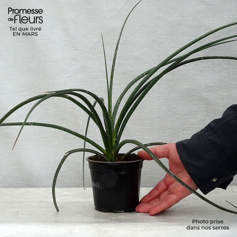 Hesperaloe parviflora - Yuca Roja Maceta 7,5L/10L Ejemplar entregado en la primavera