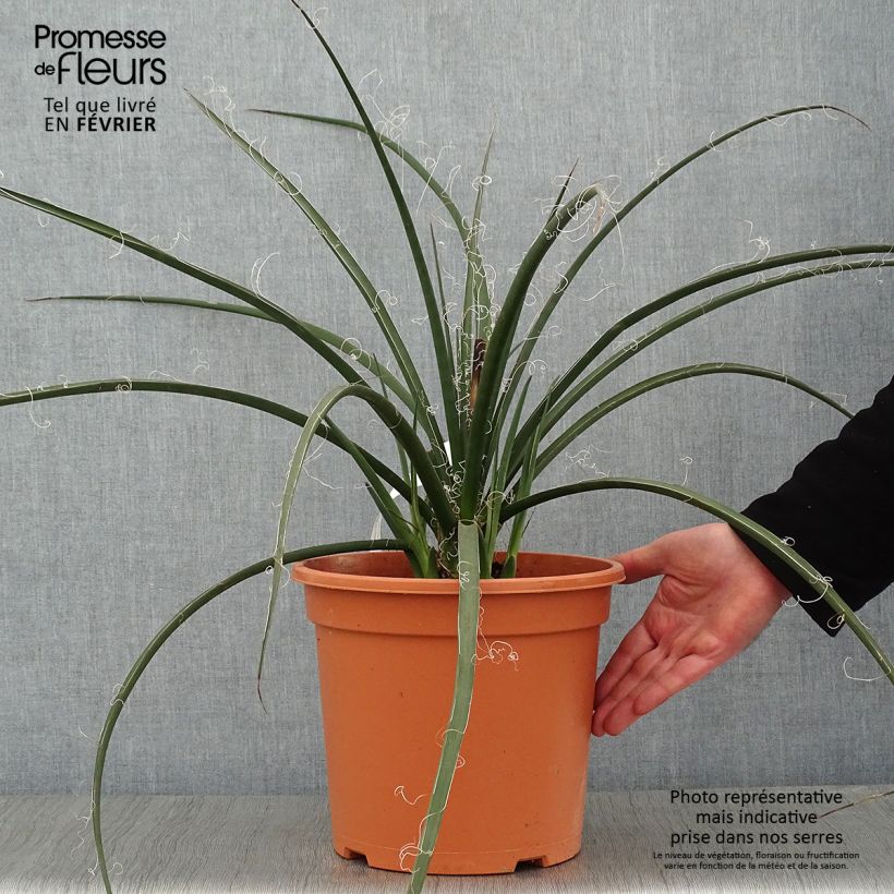 Hesperaloe parviflora - Yuca Roja Maceta 7,5L/10L Ejemplar entregado en invierno