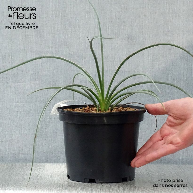 Hesperaloe parviflora Rose des Sables - Yuca Roja Maceta 2L/3L Ejemplar entregado en invierno