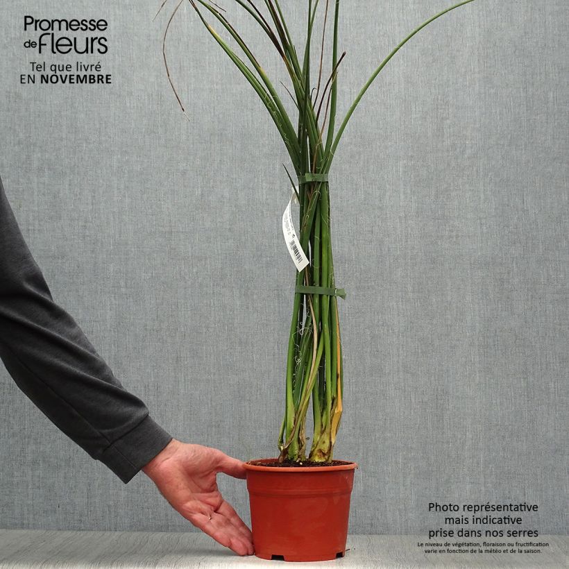 Ejemplar de Hesperaloe parviflora Rose des Sables - Yuca Roja Maceta 2L/3L entregado en otoño