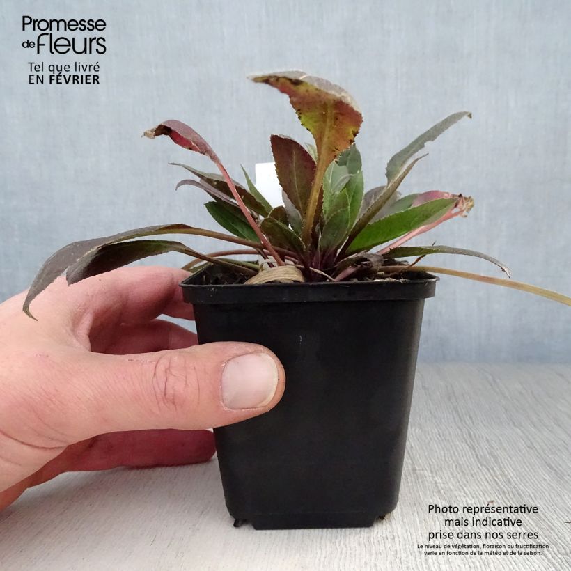 Violeta de los Jardines Blanca - Hesperis matronalis Maceta de 8/9 cm Ejemplar entregado en invierno