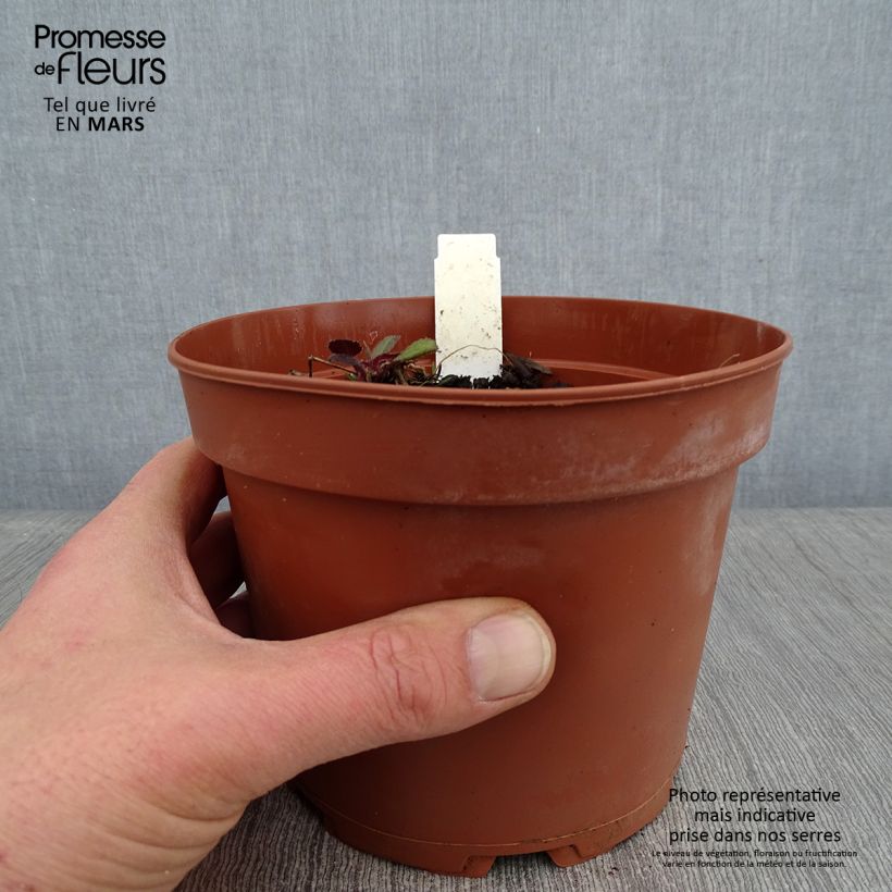 Violeta de los Jardines Blanca - Hesperis matronalis Maceta 2L/3L Ejemplar entregado en invierno