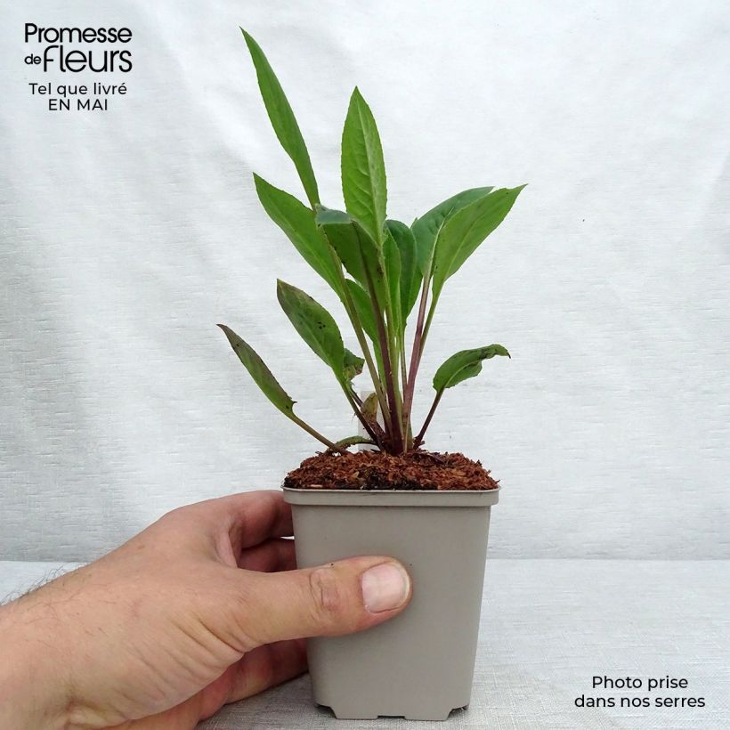 Violeta de los Jardines Blanca - Hesperis matronalis Maceta de 8/9 cm Ejemplar entregado en la primavera