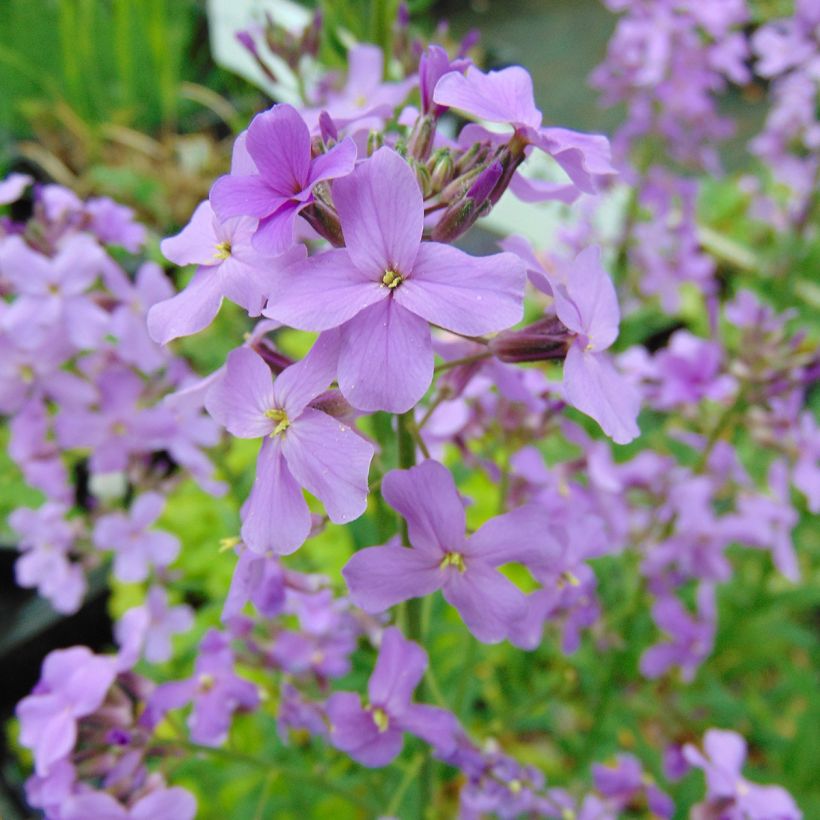 Violeta de los Jardines - Hesperis matronalis (Floración)