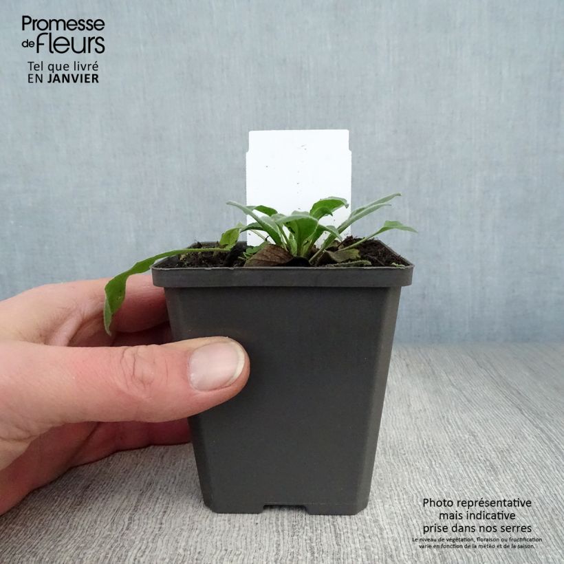 Violeta de los Jardines - Hesperis matronalis Maceta de 8/9 cm Ejemplar entregado en invierno