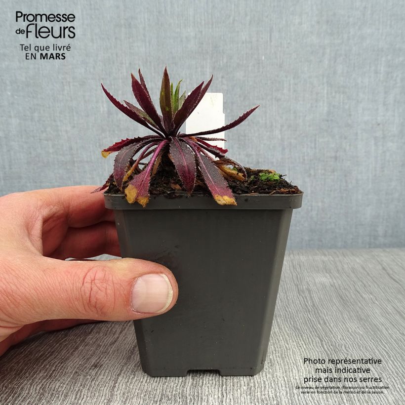 Violeta de los Jardines Alba Plena - Hesperis matronalis Maceta de 8/9 cm Ejemplar entregado en invierno