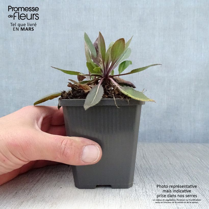 Violeta de los Jardines Alba Plena - Hesperis matronalis Maceta de 8/9 cm Ejemplar entregado en la primavera