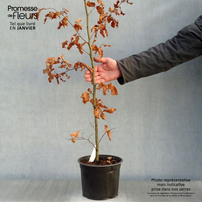 Fagus sylvatica - Haya común Maceta 3L/4L Ejemplar entregado en invierno