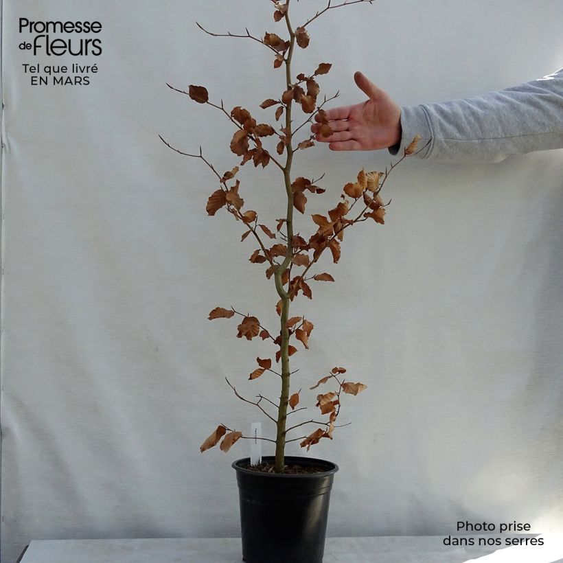 Fagus sylvatica - Haya común Maceta 2L/3L Ejemplar entregado en la primavera