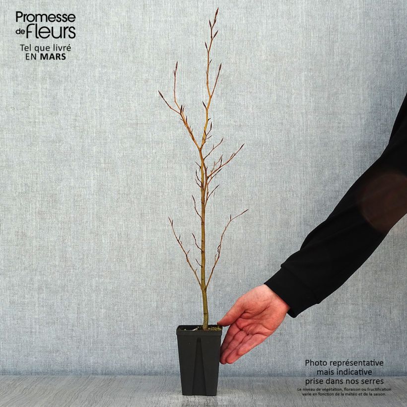 Fagus sylvatica - Haya común Maceta de 8/9 cm Ejemplar entregado en invierno