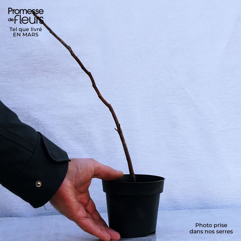 Fagus sylvatica - Haya común Maceta de 8/9 cm Ejemplar entregado en la primavera