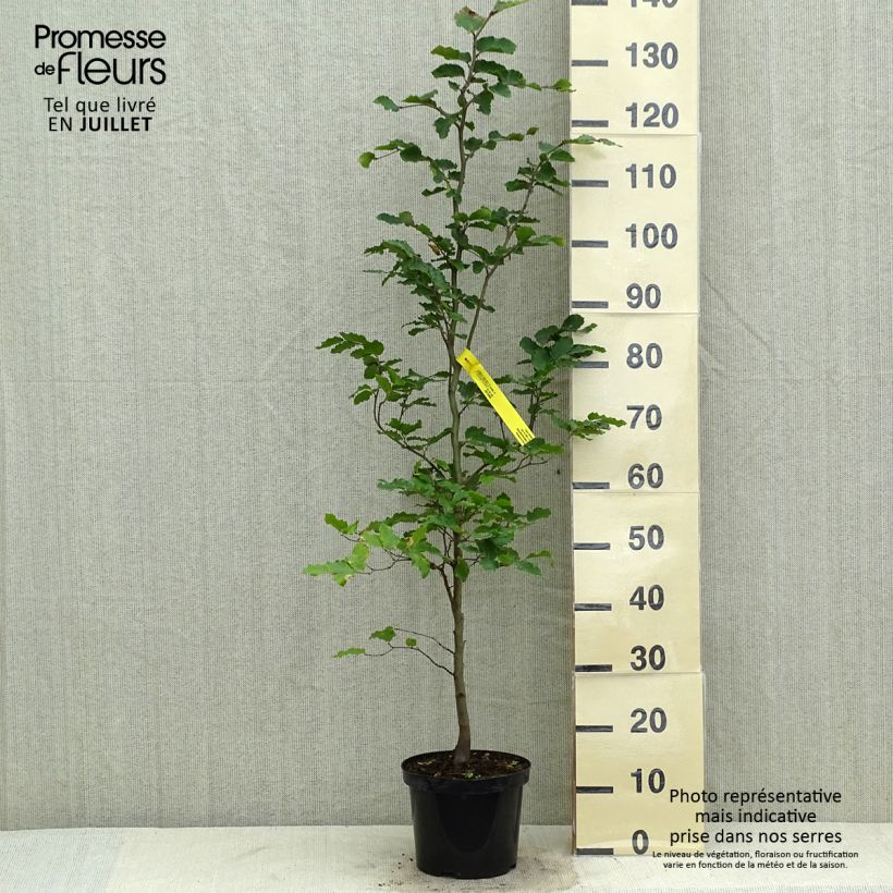 Ejemplar de Fagus sylvatica - Haya común Maceta 2L/3L entregado en verano
