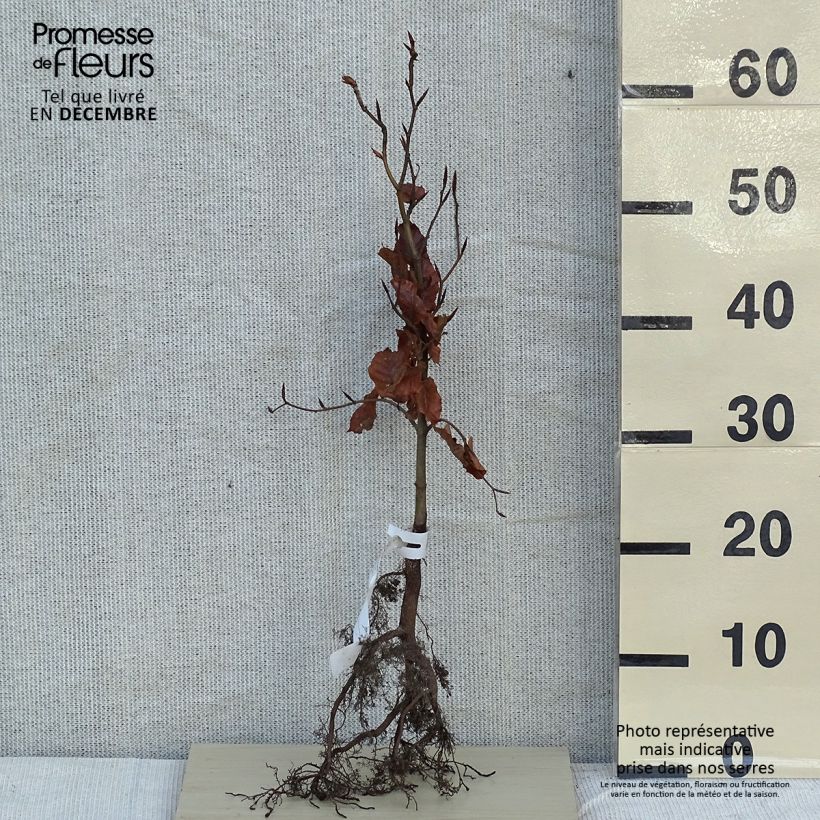 Fagus sylvatica - Haya común Raíces desnudas Ejemplar entregado en invierno