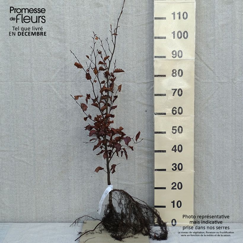 Fagus sylvatica - Haya común Raíces desnudas Ejemplar entregado en invierno