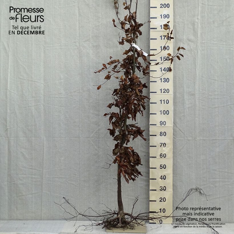Fagus sylvatica - Haya común Raíces desnudas Ejemplar entregado en invierno