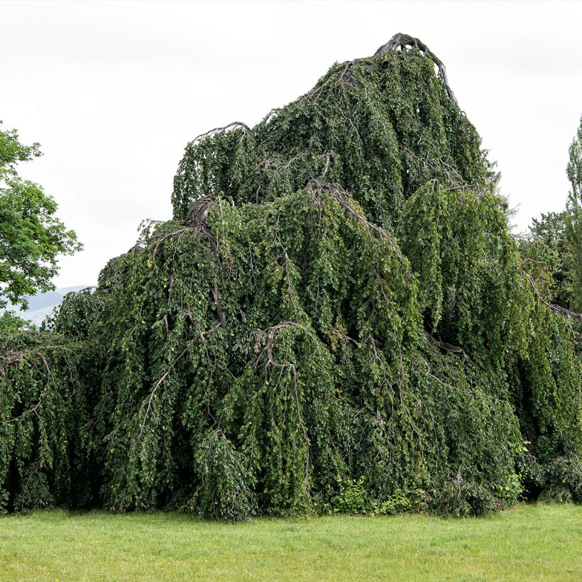 Fagus sylvatica Pendula - Haya llorona (Porte)