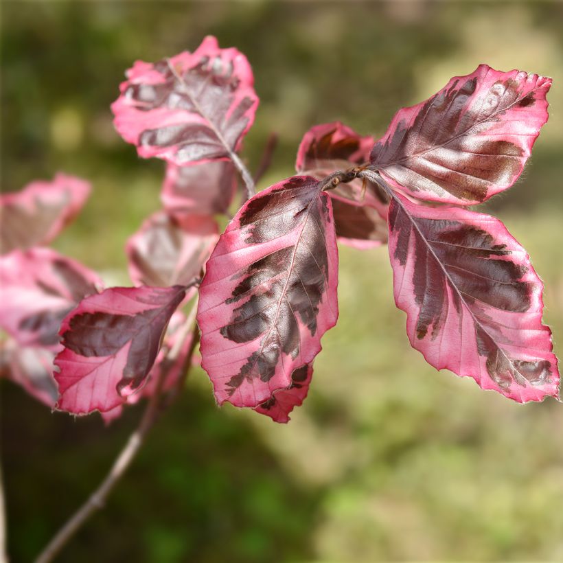 Haya común Purpurea Tricolor - Fagus sylvatica (Follaje)