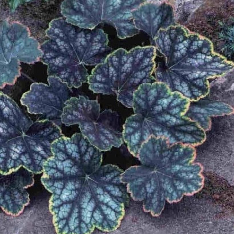 Heuchera Beauty Colour (Follaje)