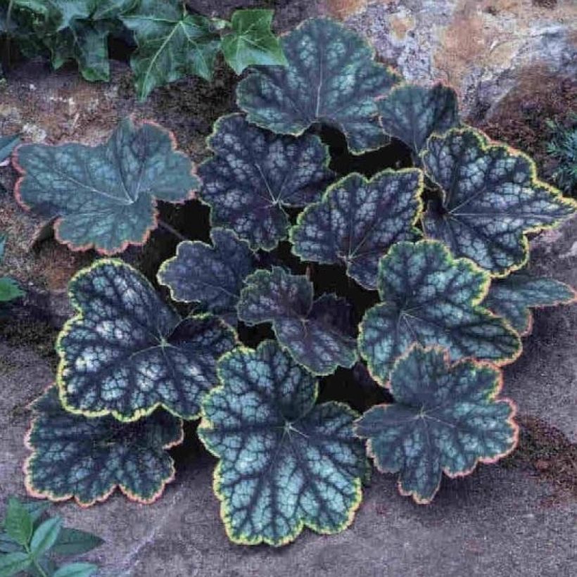 Heuchera Beauty Colour (Porte)