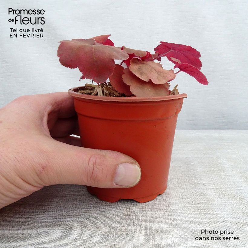 Heuchera Caribbean Sea Maceta de 8/9 cm Ejemplar entregado en invierno