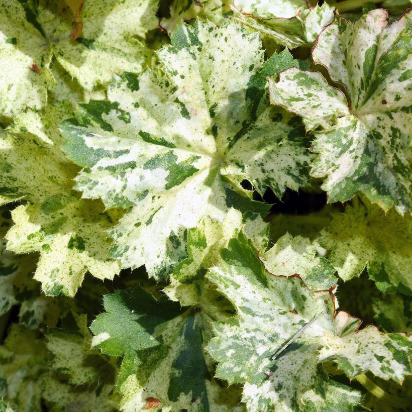 Heuchera sanguinea Coral Cloud (Follaje)