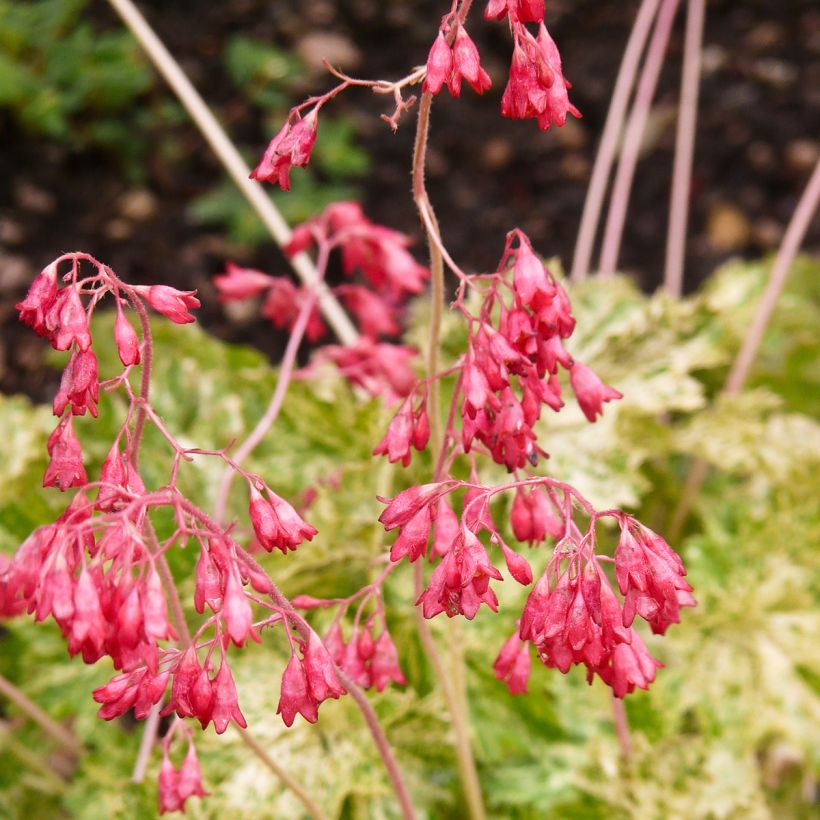 Heuchera sanguinea Coral Cloud (Floración)