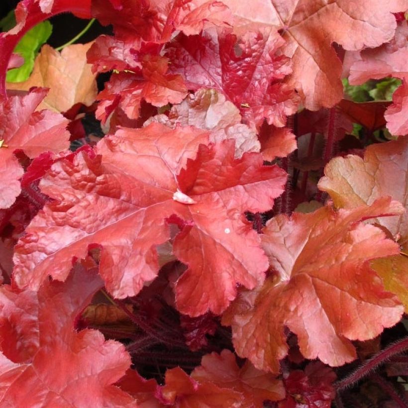 Heuchera Coral Sea (Follaje)