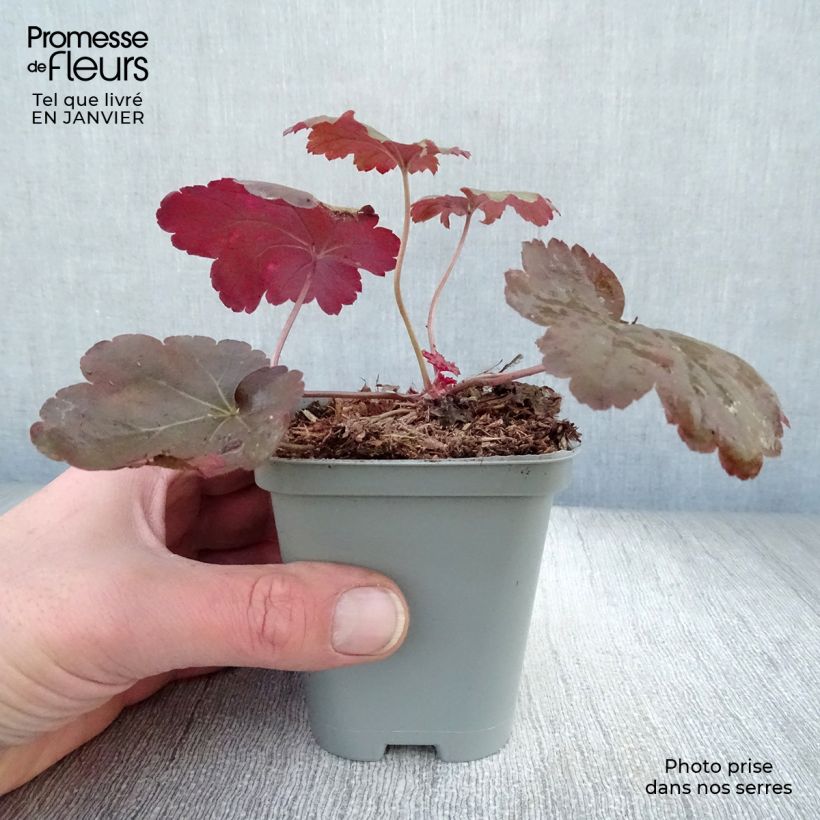Heuchera Coral Sea Maceta de 8/9 cm Ejemplar entregado en invierno