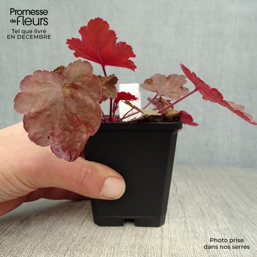 Heuchera Fire Chief Maceta de 8/9 cm Ejemplar entregado en invierno