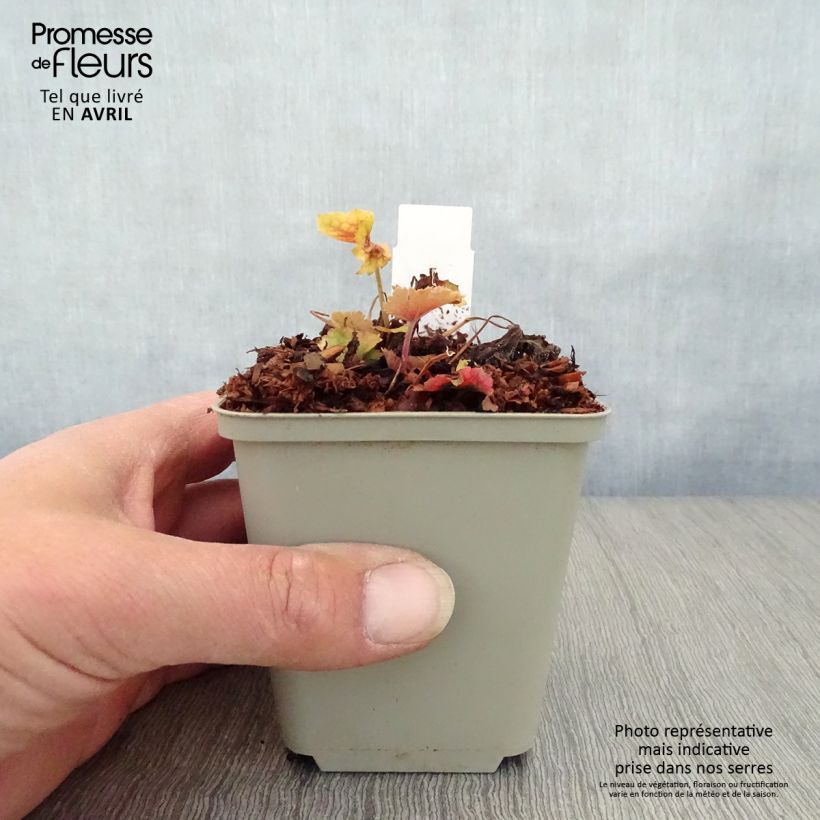 Heuchera Happy Flames Maceta de 8/9 cm Ejemplar entregado en la primavera