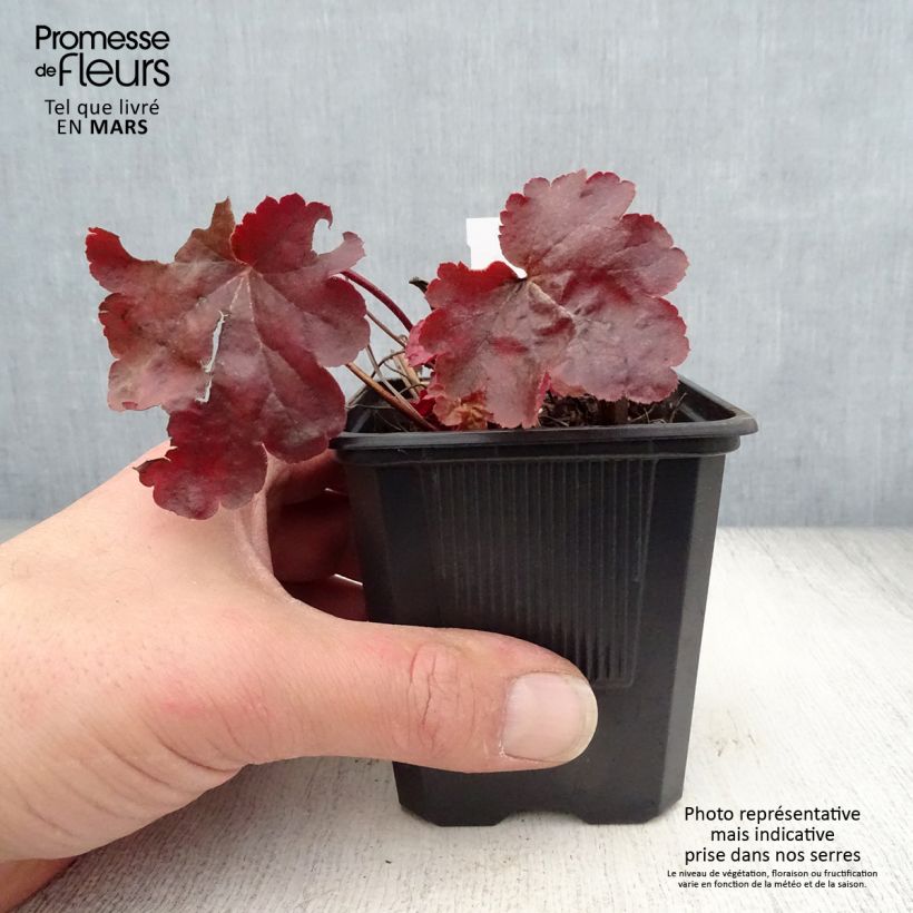 Heuchera Little Cutie Blondie Maceta de 8/9 cm Ejemplar entregado en la primavera