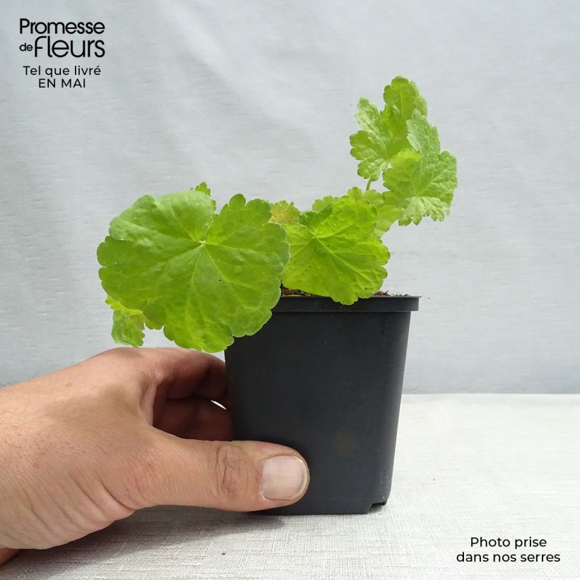 Heuchera Little Cuties Sweet Tart Maceta de 8/9 cm Ejemplar entregado en la primavera