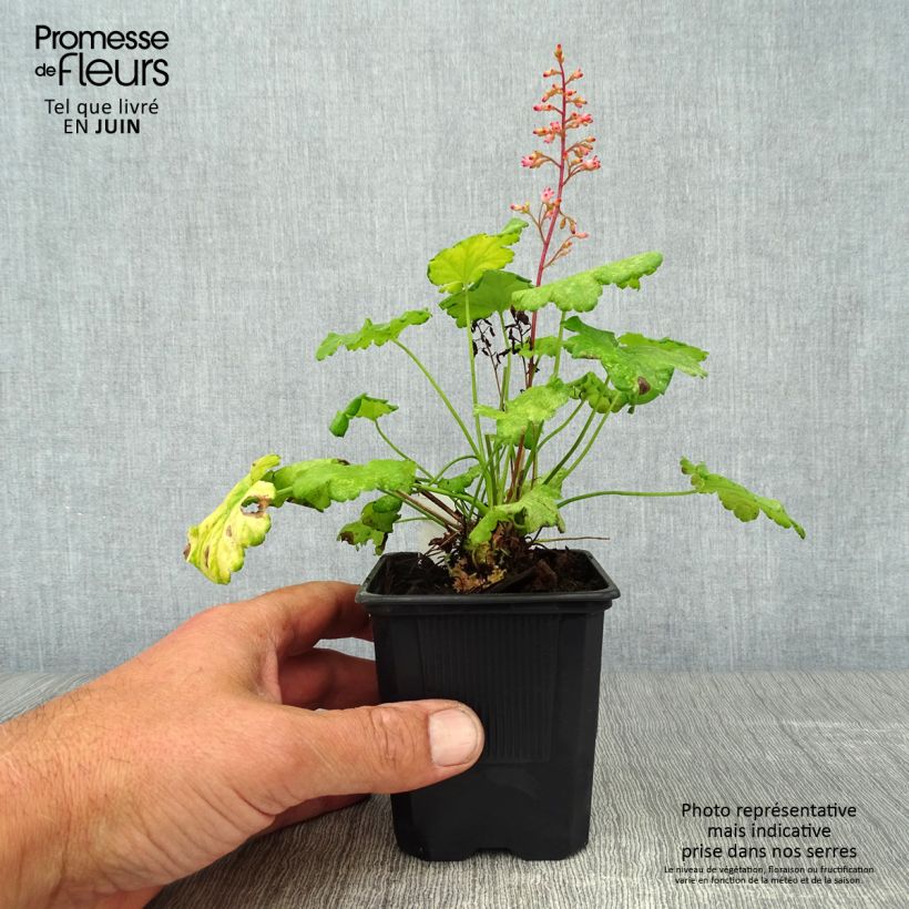 Ejemplar de Heuchera Little Cuties Sweet Tart Maceta de 8/9 cm entregado en verano