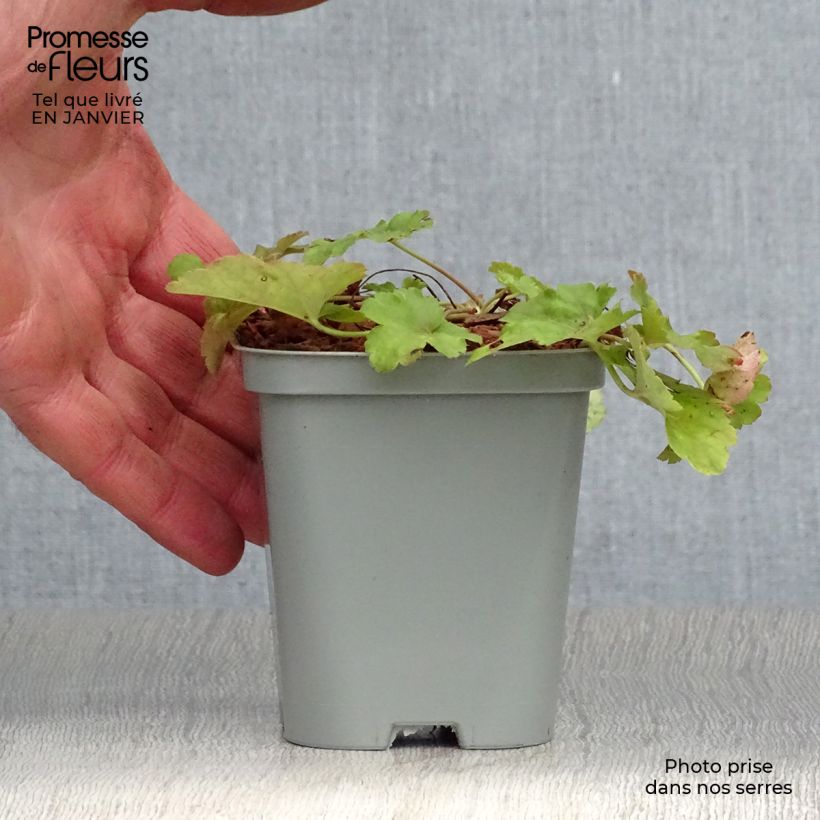 Heuchera Little Cuties Sweet Tart Maceta de 8/9 cm Ejemplar entregado en invierno