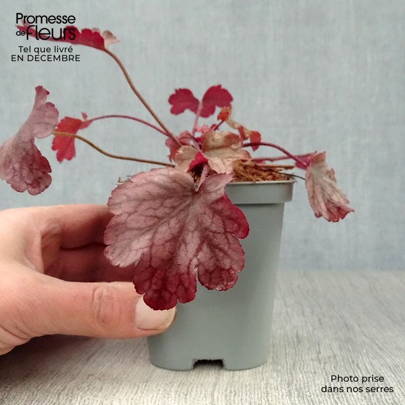 Heuchera Peach flambé Maceta de 8/9 cm Ejemplar entregado en invierno