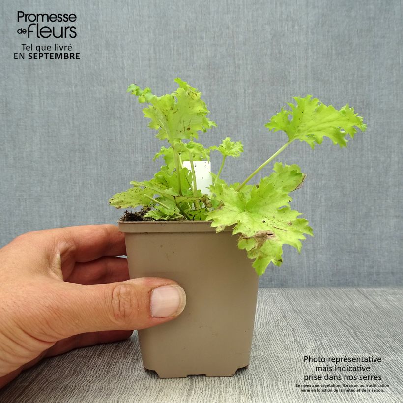 Ejemplar de Heuchera Pear Crisp Maceta de 8/9 cm entregado en otoño