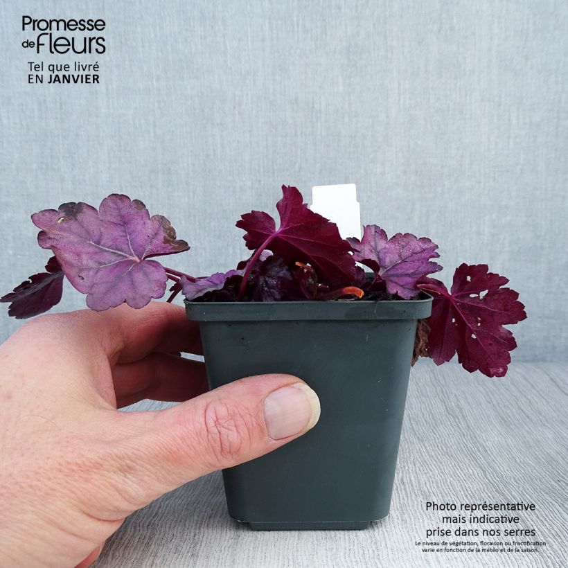 Heuchera Pink Panther Maceta de 8/9 cm Ejemplar entregado en invierno