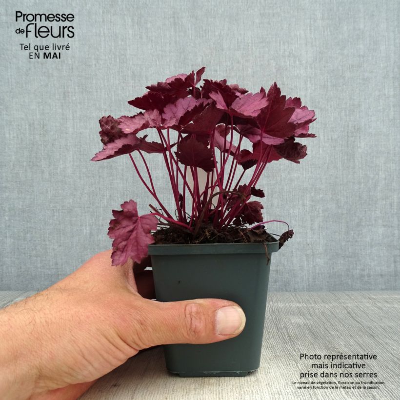 Heuchera Pink Panther Maceta de 8/9 cm Ejemplar entregado en la primavera